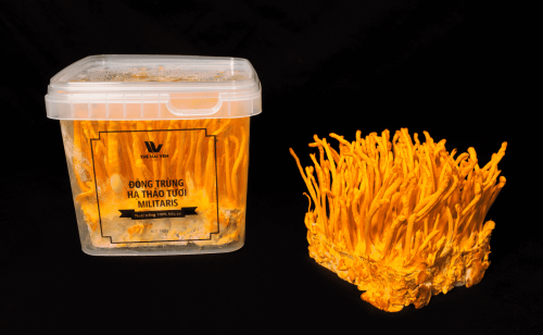 Cordyceps Militaris (fresh)