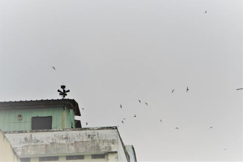 Chim yến được nuôi tự phát trong khu dân cư Đồng Diều, phường 4, quận 8, TP HCM